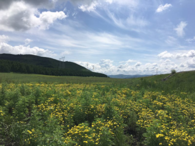 【脱贫攻坚在行动】阿尔山杜拉尔村“沾花惹草” 让贫困百姓鼓起腰包