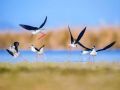 图牧吉国家级自然保护区开展春季保护过境候鸟宣传活动