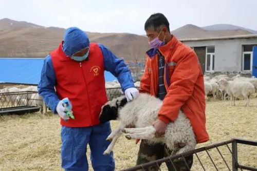 孙玉明为湖羊养殖户示范给羊打针