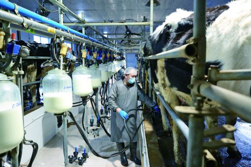 2奶牛养殖带动110户农户共同发展