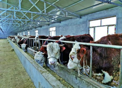 2宝力根高勒种养专业合作社养殖的基础母牛,育肥牛